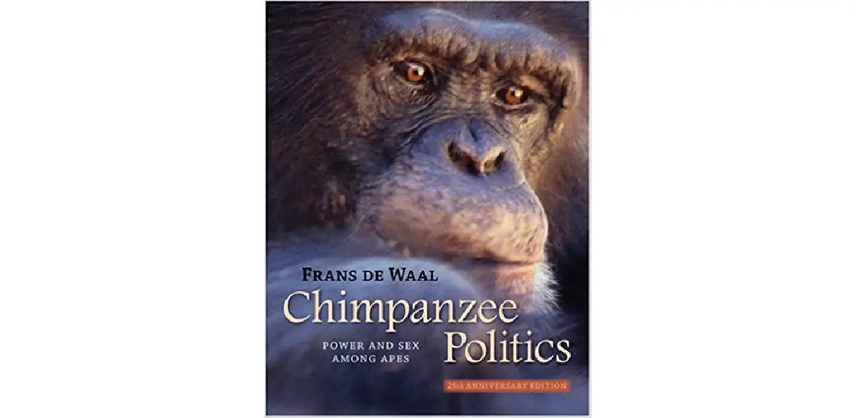 Chimpanzee